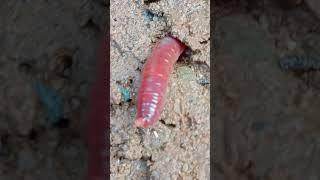 Giant Earth Worm