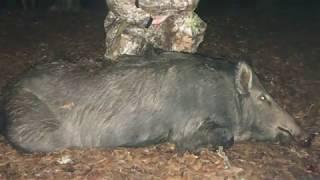 ATN Mailman Delivers PA Hunter his 1st Hog Harvest