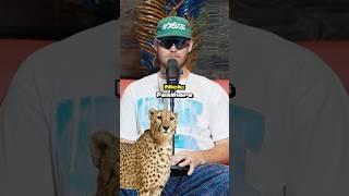 Guess The Imposter CHALLENGE  (ANIMAL EDITION)