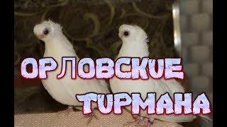 Орловский бородун. Голуби Тулы. Продажа гоубей