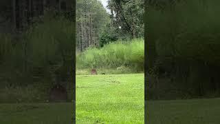 Shooting at steel plates at 50 yards #nature #airgun #bb #shootingsport #longrangeshooting