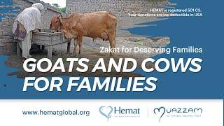 Goats and Cows - Providing Hope to Zakat-Deserving Families 