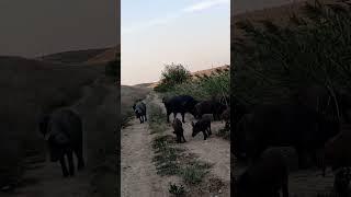 ДИКИЕ КАБАНЫ на Маныче в Калмыкии. #калмыкия #маныч #секач #дикийкабан