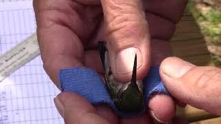 BirdBytes - Banding a Hummingbird