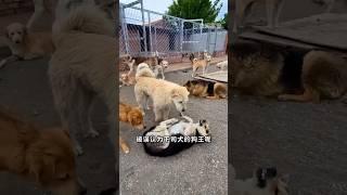 外网爆火的“狗王”其实不是下司犬？