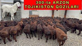 TOJIKISTONDAN 300 ta XISSORI QOZILAR KELDI SHOSHILING   99-282-25-25