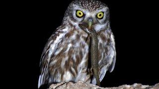 4 minutes documentary about Little Owl bringing food to the nest - Cyprus - by George Konstantinou