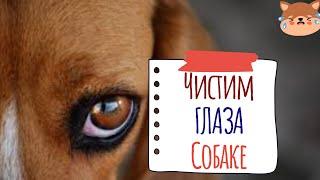 Чем промыть глаза собаке. Можно ли самостоятельно применять капли если текут глаза у собаки?