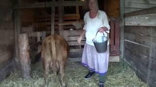 Milking Rosie on the 7th day