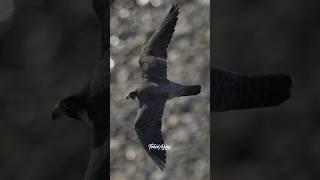 Peregrine Falcon. A fusion of power, Speed and beauty. ...#falcon #peregrinefalcon #birdsofprey