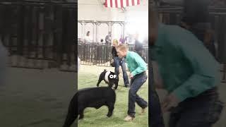 10 unwritten rules for Hog Showmanship! #showpigs #showmanship pigs