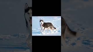 Top 10 Strongest Dog Breeds | #top10shorts #top10factsshorts #trendingshorts