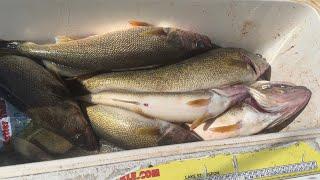 Lake Erie Walleye Fishing(2023)(Old Timer Charters)
