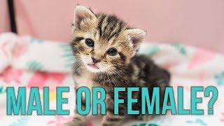 Male or Female? How to Tell the Sex of a Kitten!