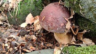 Appennino che funghi hai fabbricato