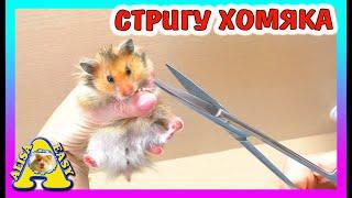 ЗАЧЕМ СТРИЧЬ ХОМЯКА? Уборка клетки хомки МИККИ / Alisa Easy Pets