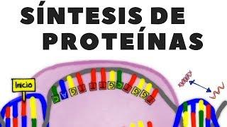 DNA transcription; RNA translation or protein synthesis; explained