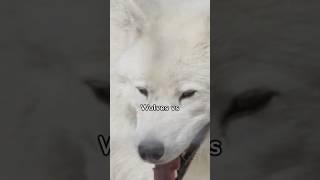 Wolves Vs Alaskan Malamutes  #alaskanmalamute