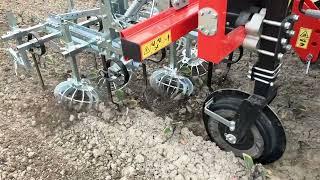 WEEDING MACHINE ROTOSARK ON CABBAGE CAULIFLOWER BUSSEL SPROUTS BRASSICAS SARCHIATURA ORTICOLE CAVOLI