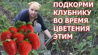 Подкорми  клубнику этим. Ягоды будут крупные и сладкие.