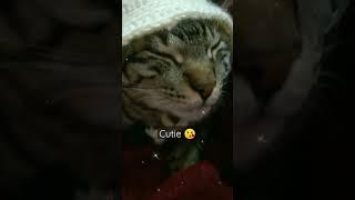 Cute kittupie ️#shorts #viral #trending #fyp #youtubeshorts #cat #tiktok