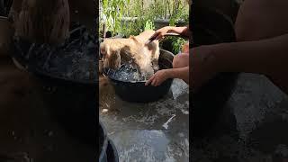 Nic Love water #cockerspaniel #cocker #dog #dogdailylife #youtubeshorts #yourdog #familydog #shorts