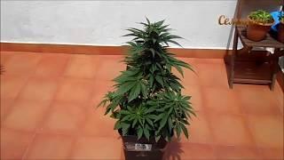 Auto Hashchis Berry (Auto Cheese Berry)