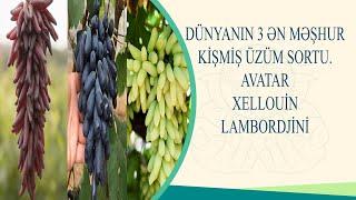 DÜNYANIN 3 ƏN MƏŞHUR KİŞMİŞ ÜZÜM SORTU.AVATAR,XELLOUİN(İFRİT BARMAĞI),LAMBORDJİNİ