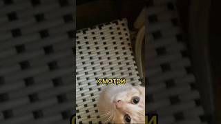 Неожиданный КОТИК в Кофейне  Shorts #эфироваtravel #юмор