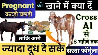 ग्याभिन कटड़ी बछड़ी को यही खिलाएं  सस्ता संतुलित आहार  1st Timer गाभिन गाय भैंस को क्या खिलाना च