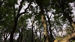 Trees Vol. 4 - Mixed Wind Trees - Unreal Engine (4K)