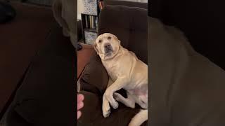 Happy dog #happydog #yellowlab #buddy