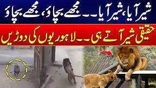 How Lion Escaped From a House in Lahore ? | Video Viral | Eye-witness Shocking Revelations |24 News