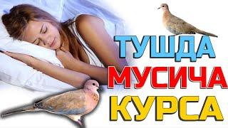 Тушда Мусича курса - Tushda Musicha ko'rsa