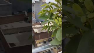 guva#puthina#south #garden #organicplants #youtubeshorts