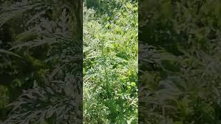 амброзия. это растение надо удалить от участка