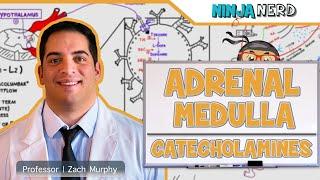 Endocrinology | Adrenal Medulla | Catecholamines