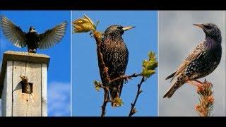 Скворцы,по мотивам песни Любэ.   Видео Виктора Скворцова.