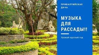 Музыка для растений, рассады! Beautiful Music!