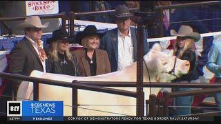 Grand Champion Steer sells for $340,000 at Fort Worth Stock Show and Rodeo auction