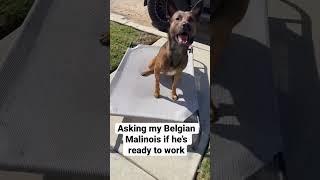 Asking Belgian Malinois if he’s ready to work! #shorts #dog #dogtraining #viral