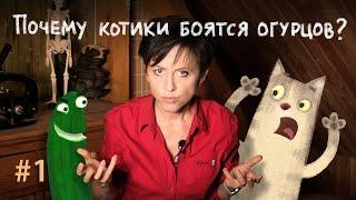 Почему котики боятся огурцов? // Всё как у зверят