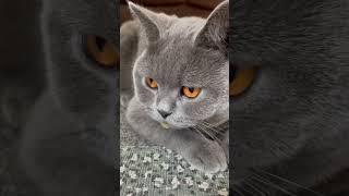 Pussy Cat, Pussy Cat, Where have you Been? #looloonurseryrhymes #loolookids #nurseryrhymes #cats