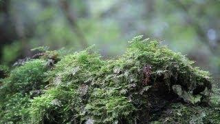 Moss Forest in the Rain ［白谷雲水峡／屋久島］