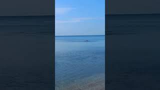 Дельфин 15.06.2025 в Совиньоне. Одесса #одессасегодня #ukraine #travel #odessa #море #лето #sea