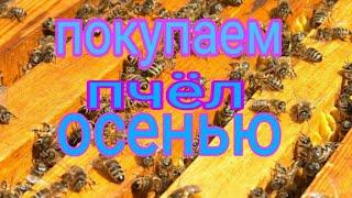 как правильно купить пчёл осенью/пчеловодство-bee