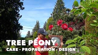 TREE PEONY - Care - Propagation - Design