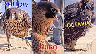 #26947°47°47°45°／San Jose City Hall Falcon Nest／HartleyMonty／ Powerd by City of San Joes, CA