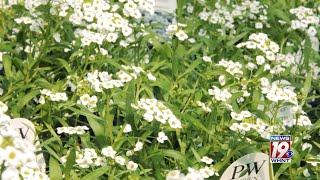 Garden Tips: Snow Princess Alyssum