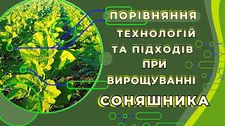 ПОРІВНЯННЯ ТЕХНОЛОГІЙ І ПІДХОДІВ ПРИ ВИРОЩУВАННІ СОНЯШНИКА #союзагроконсалтинг